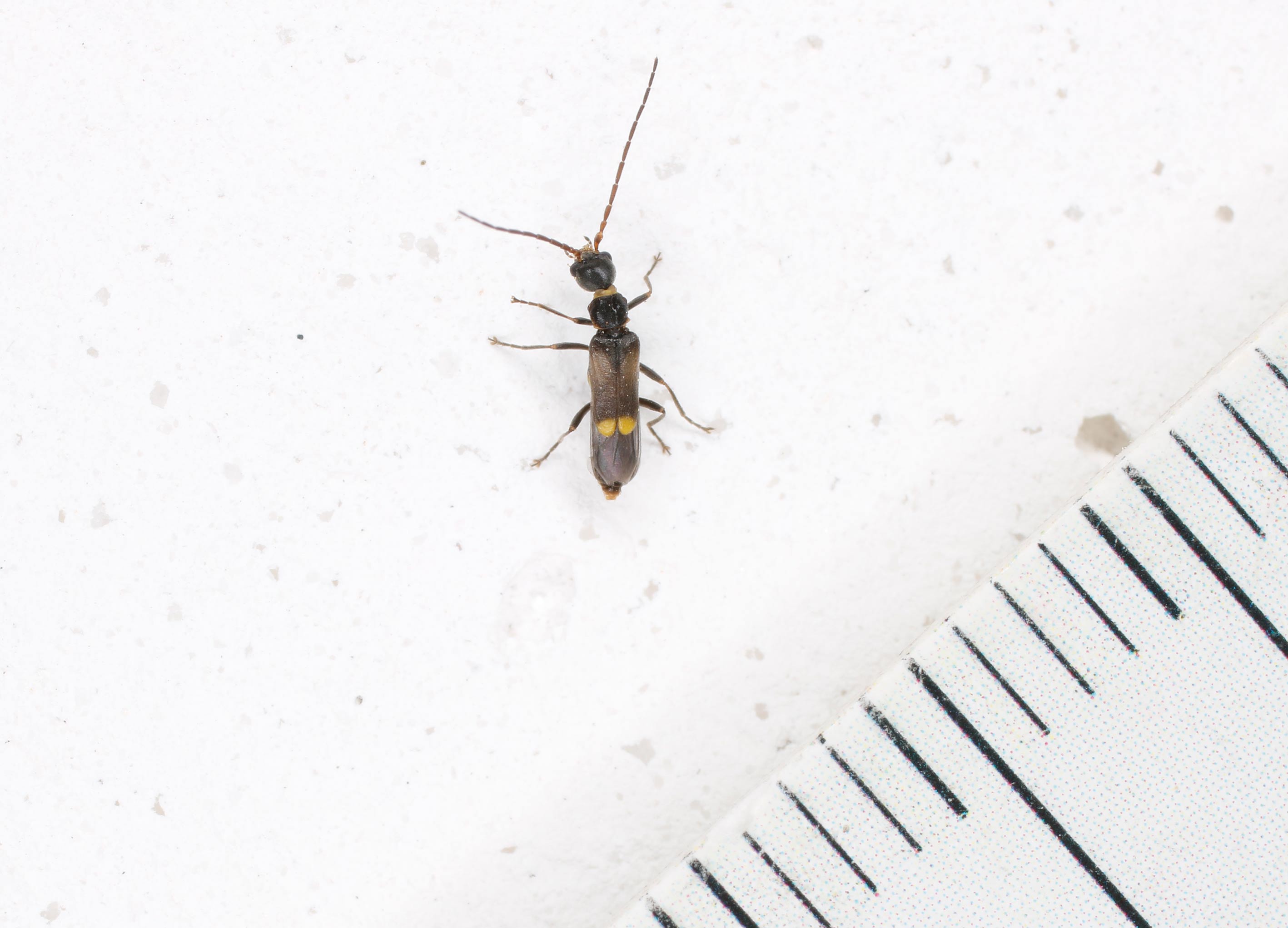 Cantharidae: Malthodes sp.